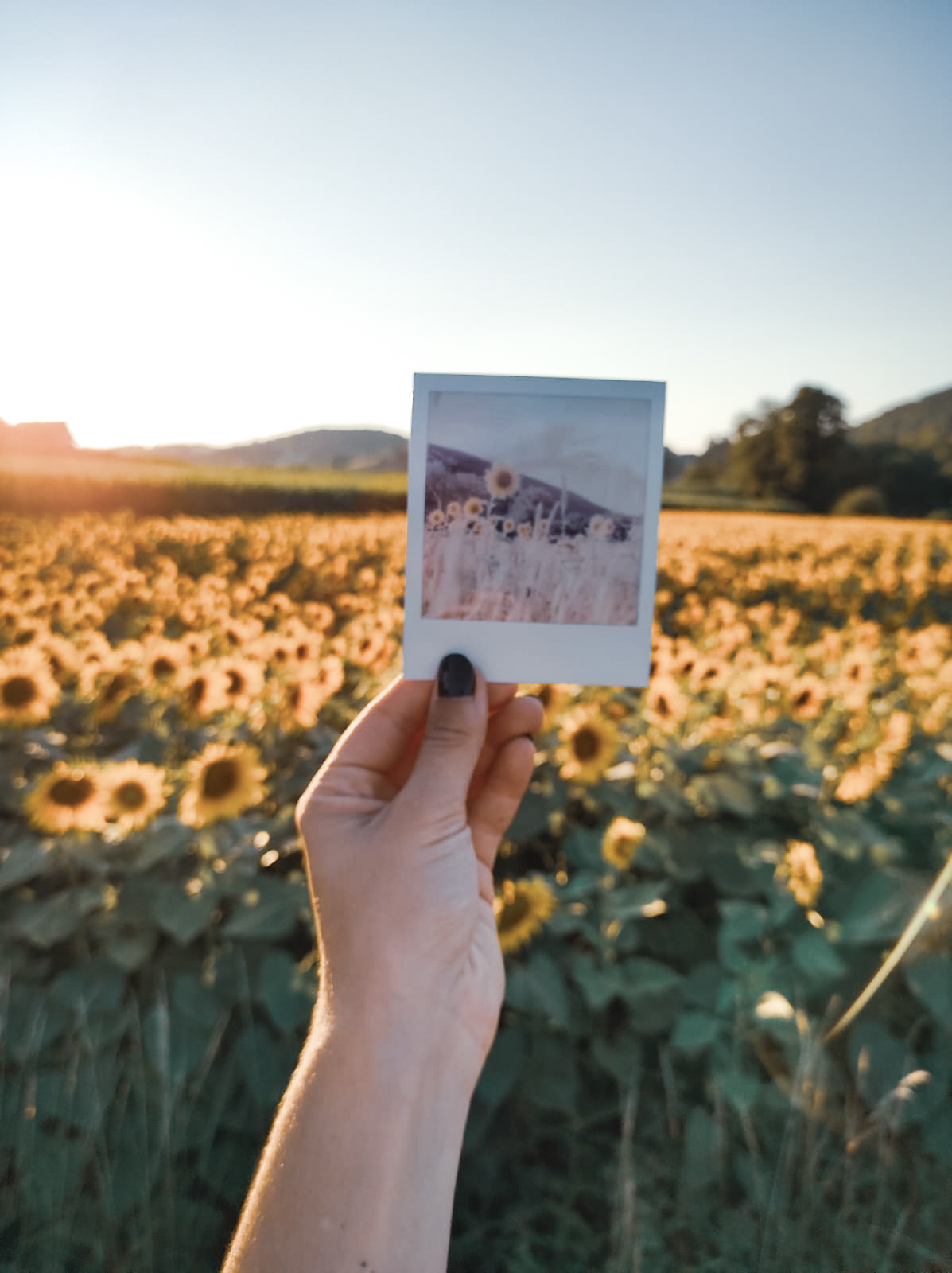 Polaroid